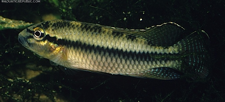 Parananochromis ornatus