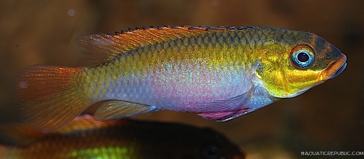 Pelvicachromis kribensis