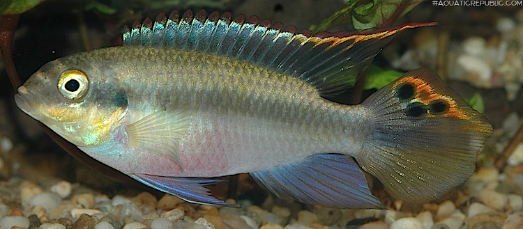 Pelvicachromis pulcher