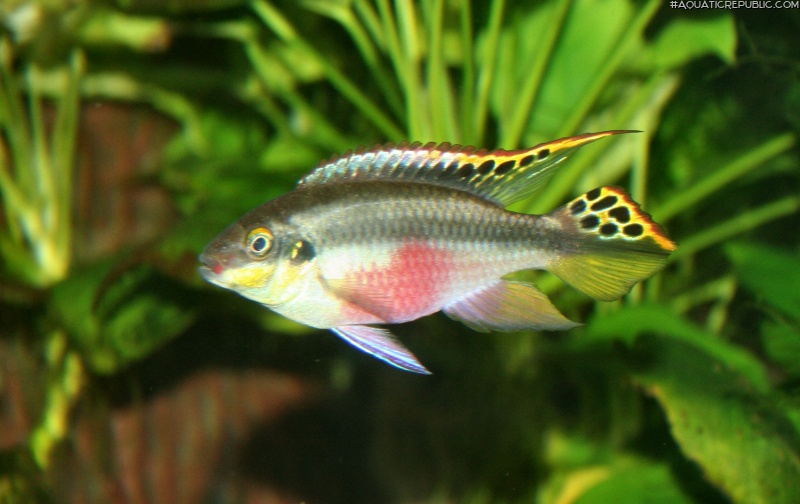 Pelvicachromis pulcher