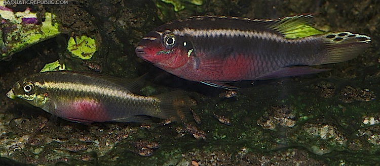 Pelvicachromis sacrimontis