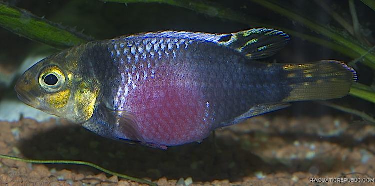 Pelvicachromis subocellatus