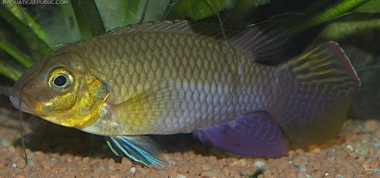 Pelvicachromis subocellatus