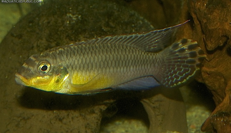 Pelvicachromis taeniatus