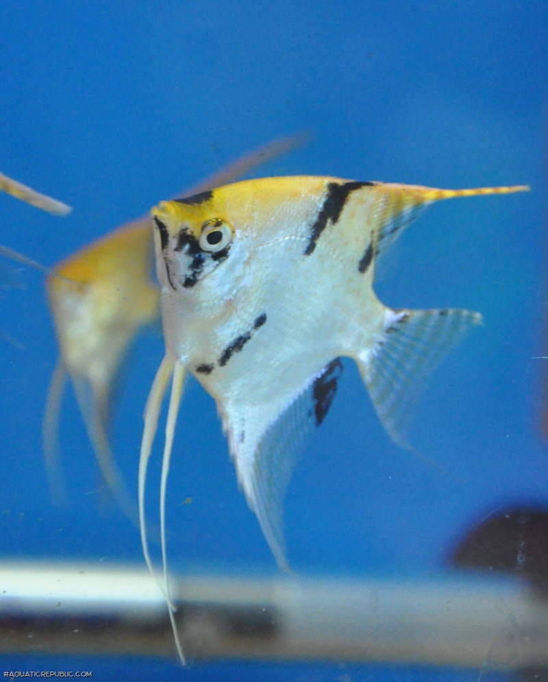 Pterophyllum scalare