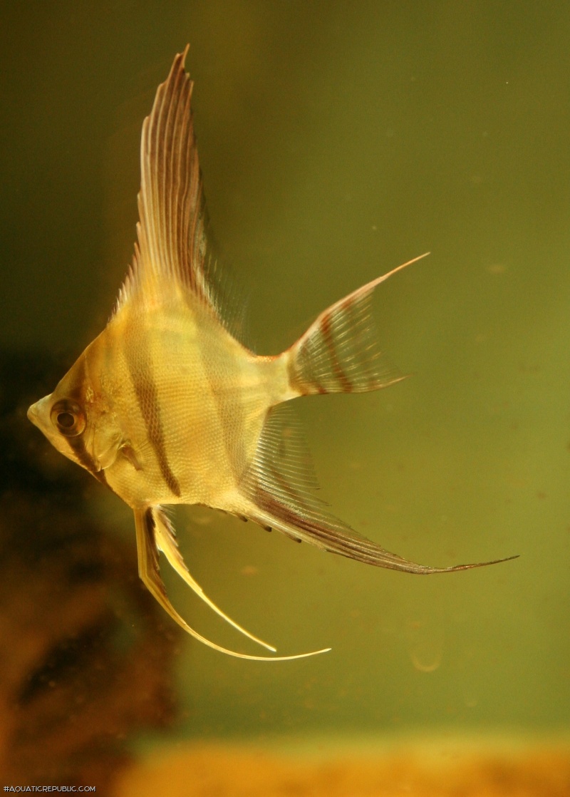 Pterophyllum scalare