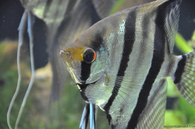 Pterophyllum scalare