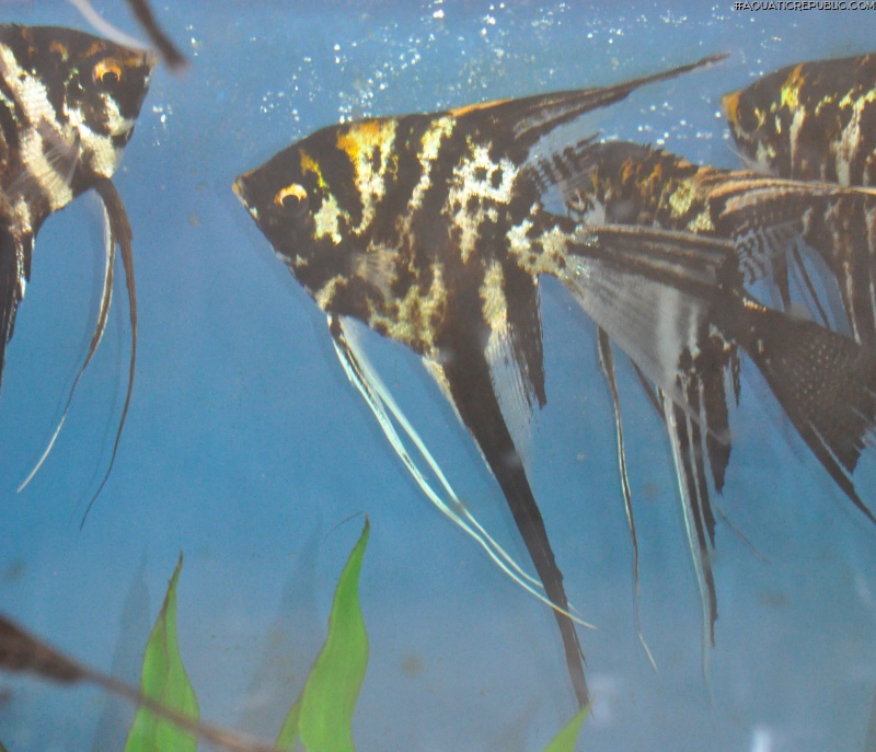 Pterophyllum scalare