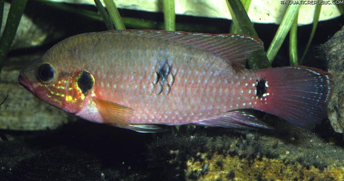 Rubricatochromis stellifer