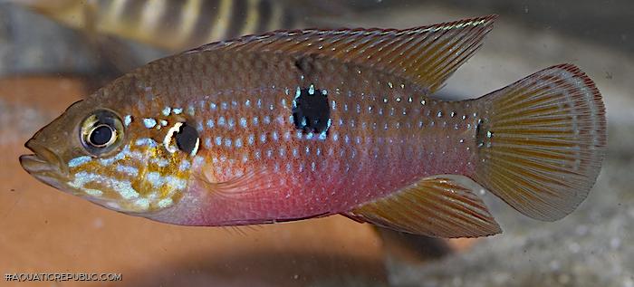 Rubricatochromis stellifer