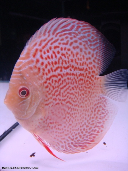 Symphysodon aequifasciatus