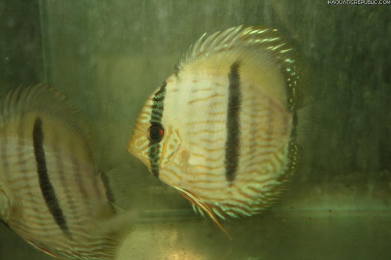 Symphysodon discus