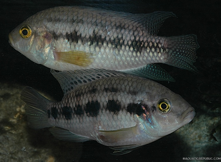 Thysochromis ansorgii