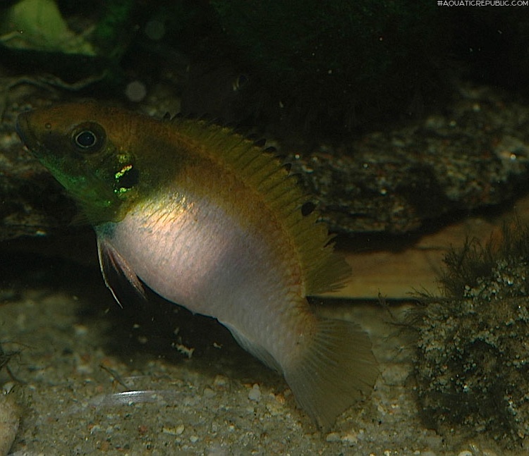 Wallaceochromis rubrolabiatus