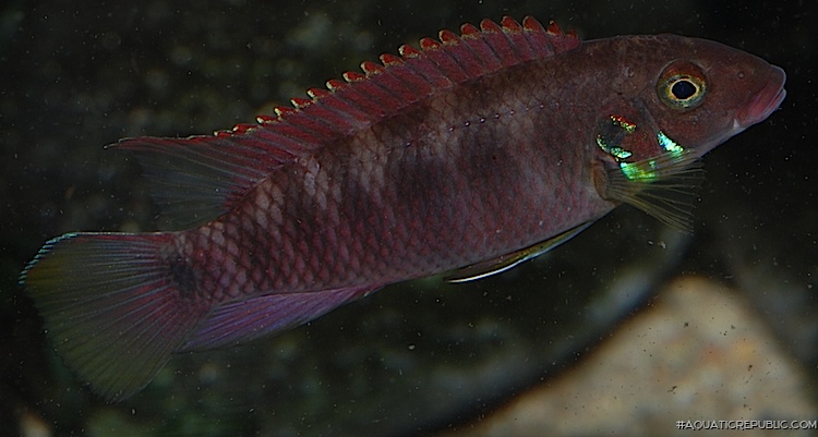 Wallaceochromis rubrolabiatus