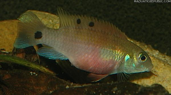 Wallaceochromis signatus