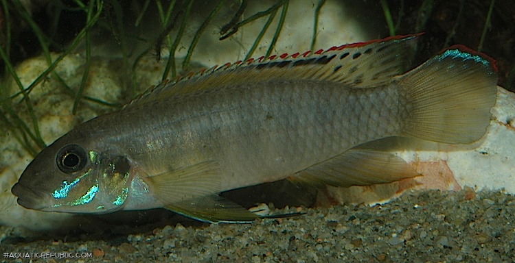 Wallaceochromis signatus