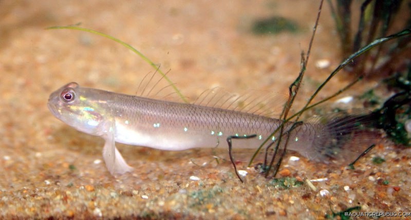 Acentrogobius brevirostris