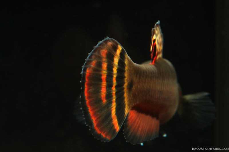 Betta macrostoma