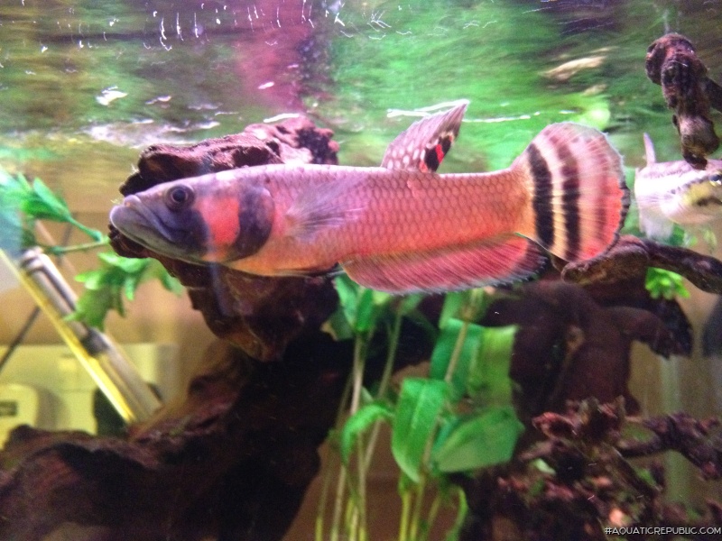 Betta macrostoma