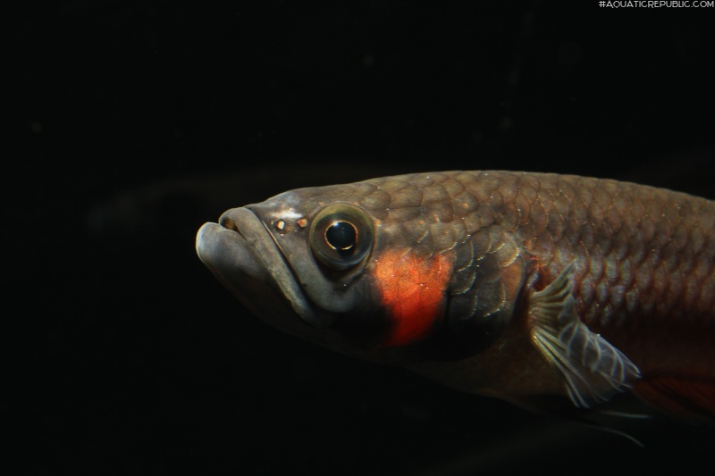 Betta macrostoma