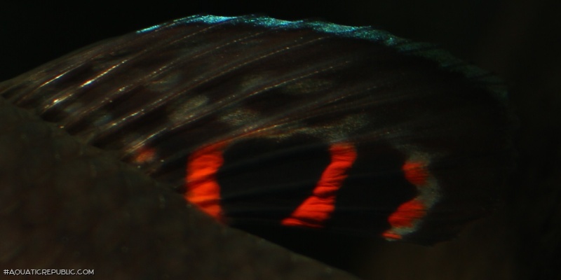 Betta macrostoma