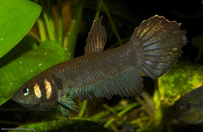 Betta mandor