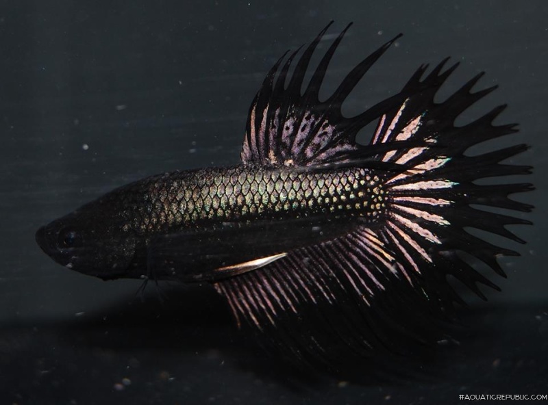 Betta splendens