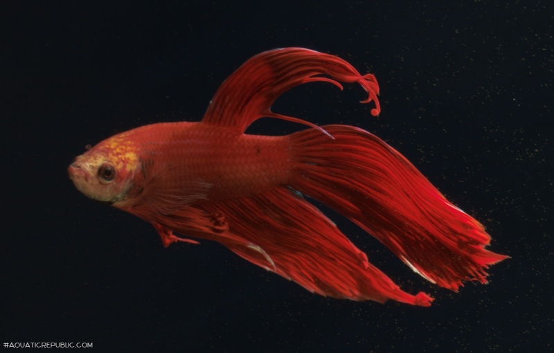 Betta splendens