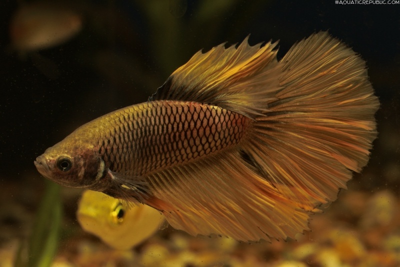 Betta splendens