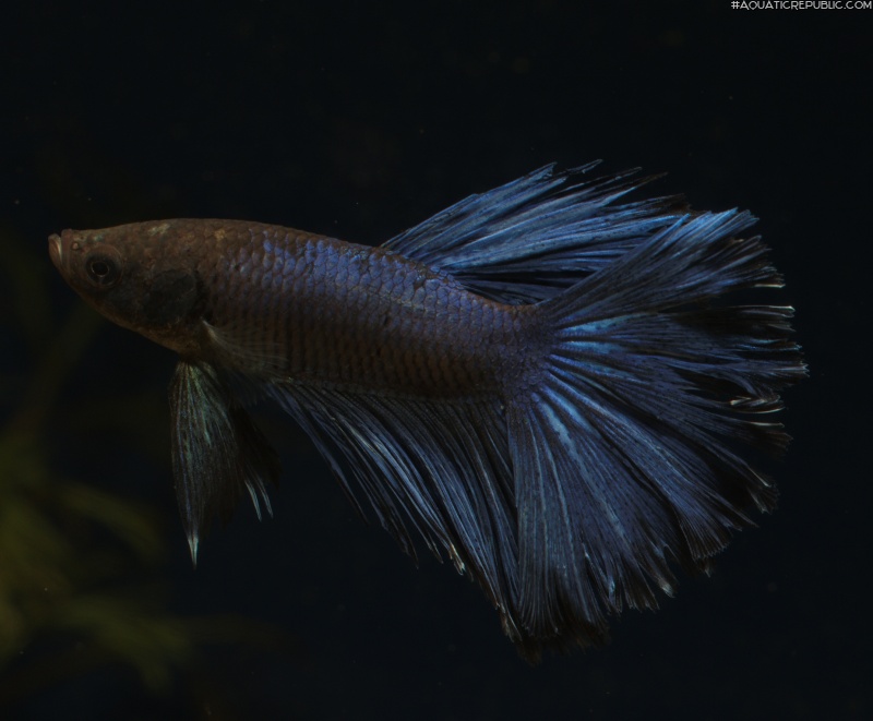 Betta splendens