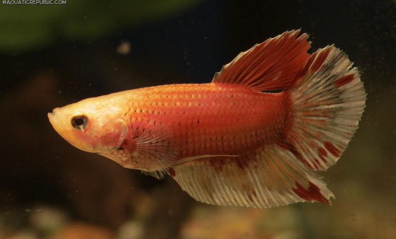 Betta splendens