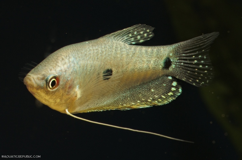 Trichopodus trichopterus