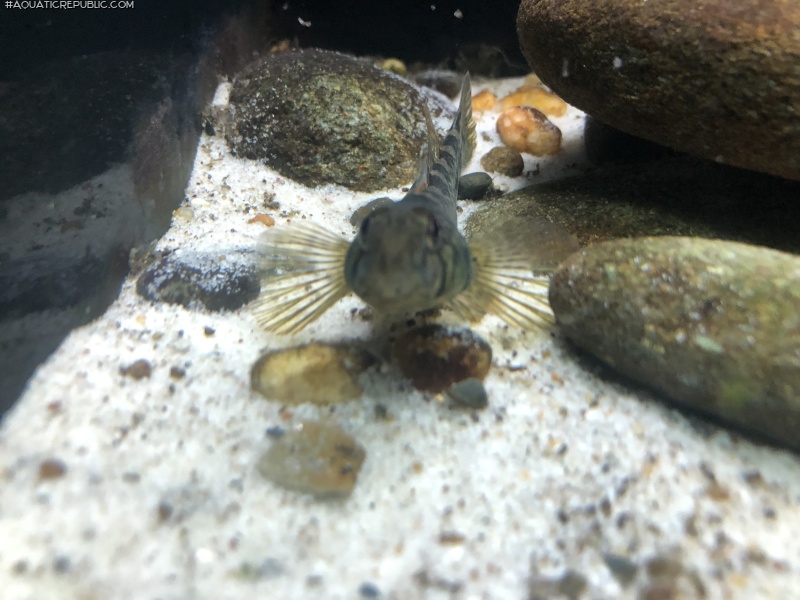 Etheostoma blennioides