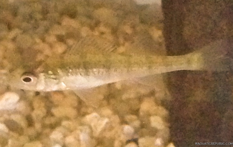 Perca flavescens