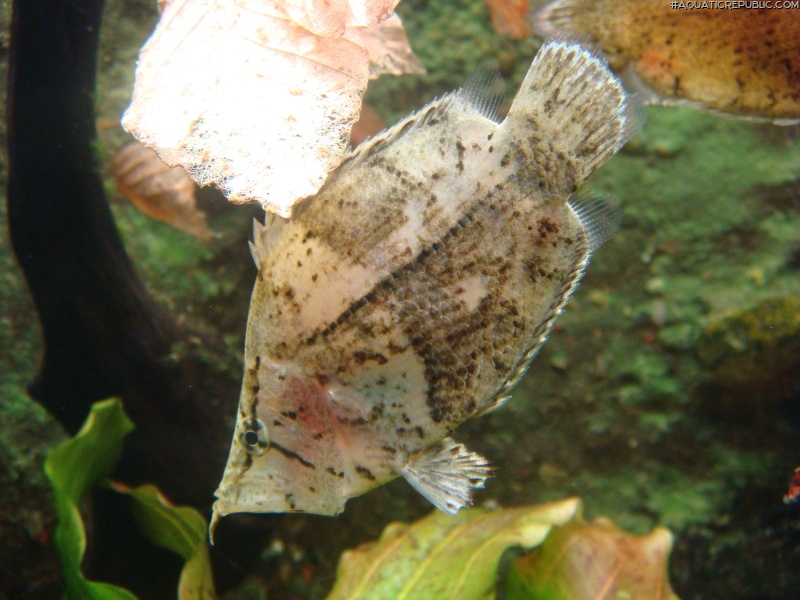 Monocirrhus polyacanthus