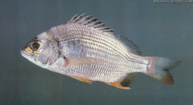 Acanthopagrus latus