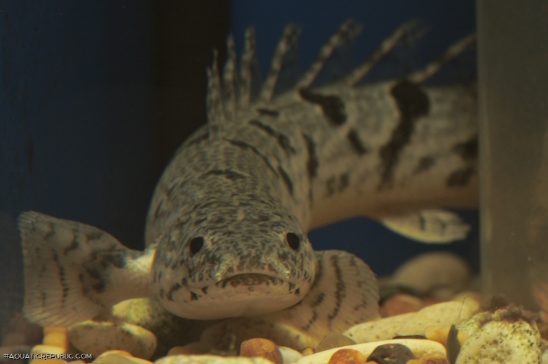 Polypterus delhezi