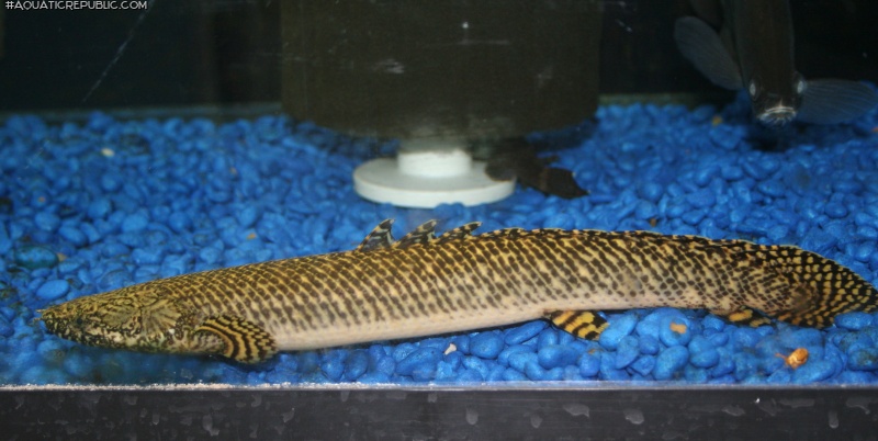 Polypterus ornatipinnis