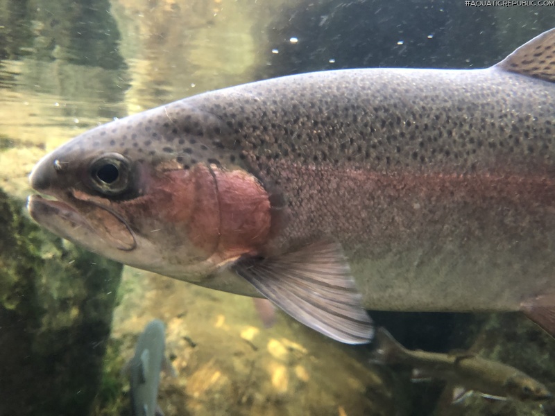 Oncorhynchus mykiss