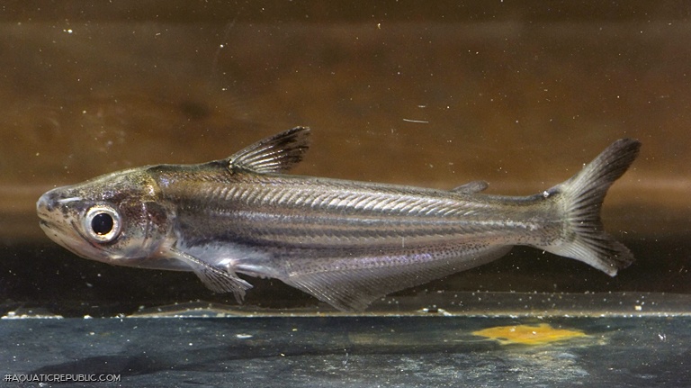 Eutropiichthys vacha