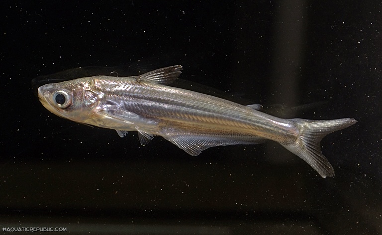 Eutropiichthys vacha