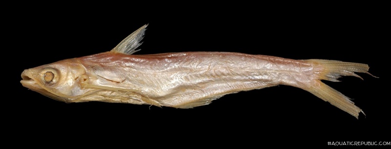 Proeutropiichthys taakree