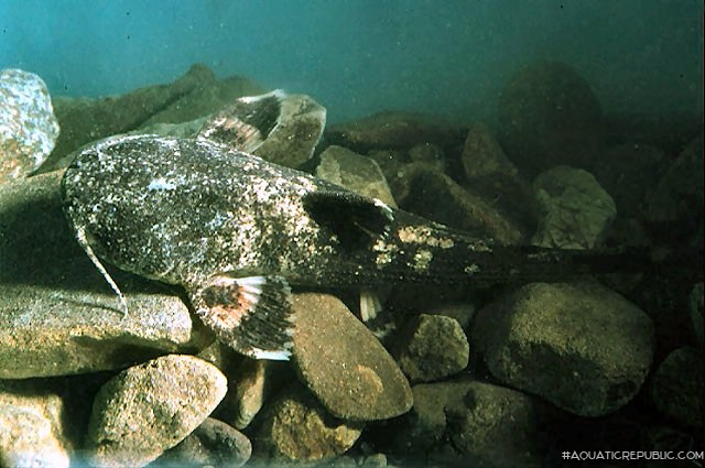 Acrochordonichthys falcifer