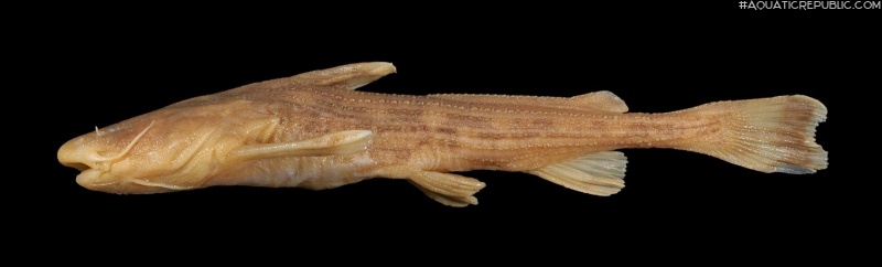 Acrochordonichthys guttatus