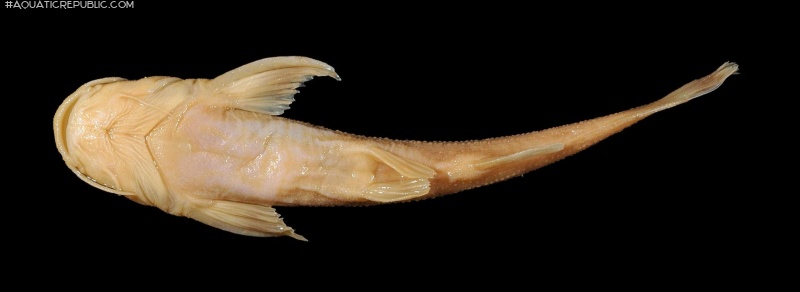 Acrochordonichthys guttatus