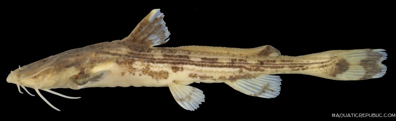 Acrochordonichthys ischnosoma