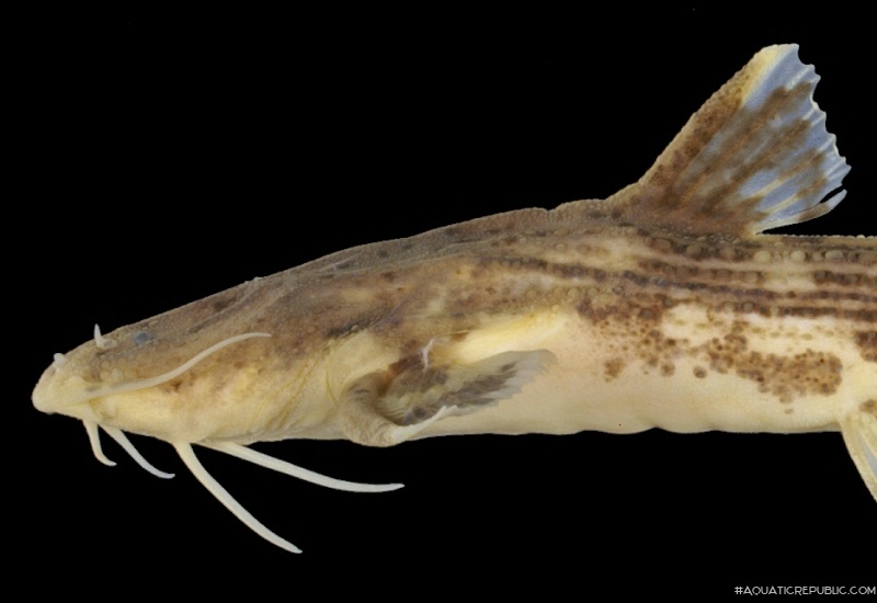 Acrochordonichthys ischnosoma
