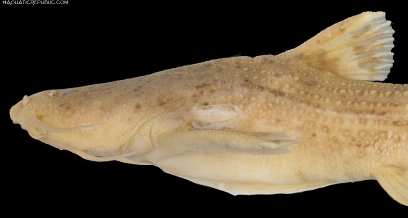Acrochordonichthys strigosus