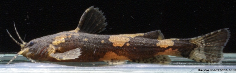 Akysis fontaneus